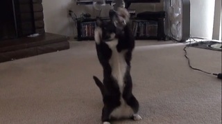 Determined cat loves to pop bubbles