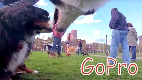 GoPro mounted on husky captures day at the park