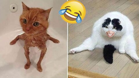 Funnycats and dogs fails compilations 🐶❣️😂