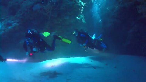 Group of Divers Swimming Along Ocean Floor