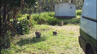 Kangaroo with joey and Kangaroo scratching