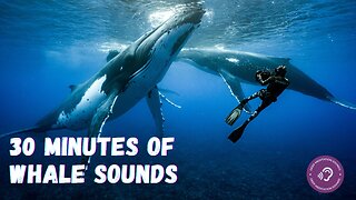 Fall asleep in 30 min with Whale Sounds - Relaxing Underwater Whale Singing