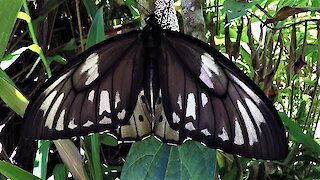 Giant birdwing transforms from caterpillar to cocoon to butterfly