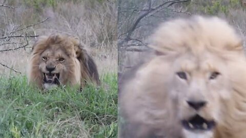 UNREAL MOMENT CAPTURED WHEN LION TRIES TO ATTACK TOURIST.