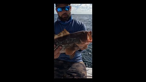 Nice red grouper released
