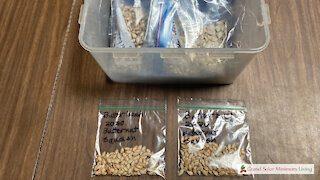 Seed Storage - How to safely take seeds in and out of storage