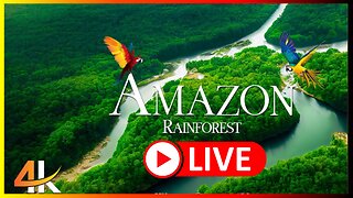 🔴 Live Amazon 4K - The world's largest rainforest | Sounds of the jungle | ASMR Garden of Eden 🌱