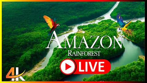 🔴 Live Amazon 4K - The world's largest rainforest | Sounds of the jungle | ASMR Garden of Eden 🌱