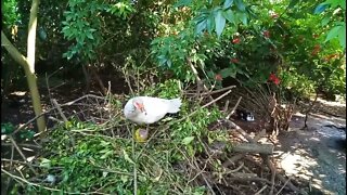 Silver Muscovy duck