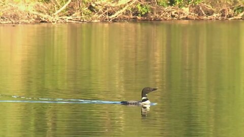 Loon Swimming in Lake then Diving Under the Water