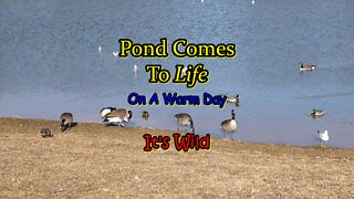 Pond Comes To Life