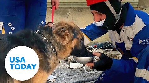 Earthquake rescues: Dogs pulled from rubble in Turkey