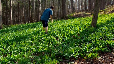 How to Sustainably Forage Ramps / Wild Leeks