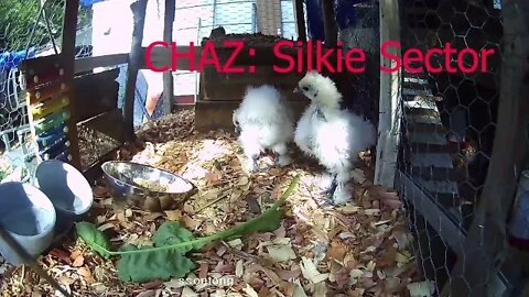 Silkie chicks eating some Curly Dock 8