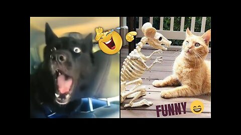 Epic Funny Pets😂Try Not to Laugh Challenge😹Part 01