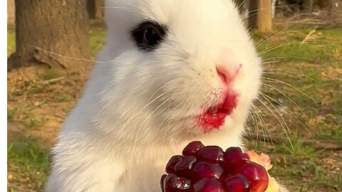 Rabbit eating Pomegranate.
