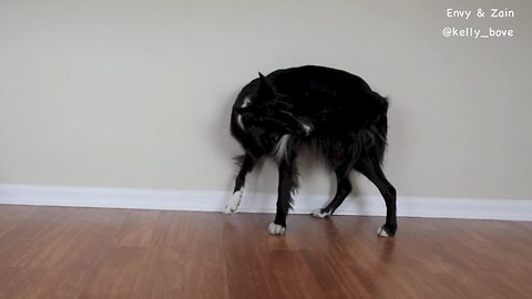 Dog learns how to play fetch with his own tail