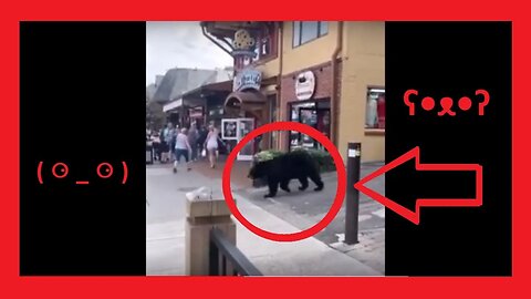 A bear walking down the street and other animal videos