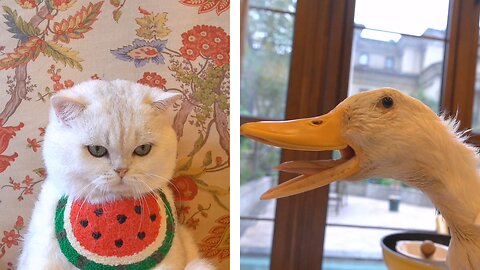 Funny Cats That Master the Art of Cooking Duck Egg Omelette.