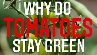 WHY DO TOMATOES STAY GREEN? HOW TO RIPEN GREEN TOMATOES IN COLD CLIMATES | Gardening in Canada 🍅