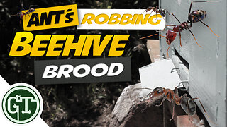 Ants Robbing Beehive Brood !! │Naturally Keep Ants Away