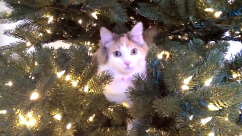 These Cats Climbing And Destroying Christmas Trees Hurts Us Deeply