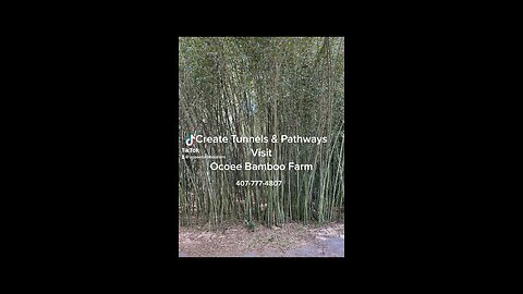 Create Bamboo Walkways Tunnels & Pathways Ocoee Bamboo Farm 407-777-4807