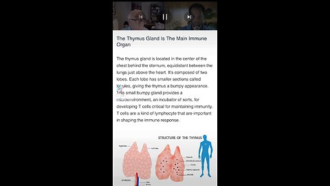 Thymus main immune system gland