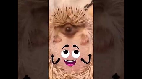 FUNNY ANIMAL VIDEOS