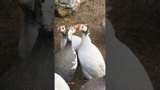 Cute guinea fowl grooming friend