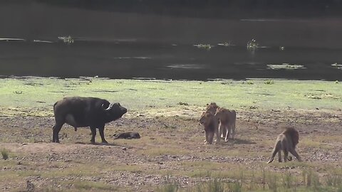 Lions Attack Buffalo - Animal Attack