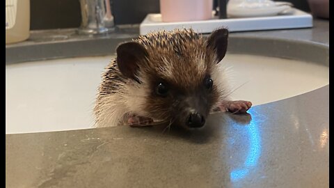 Henny the Hedgehog Attempts An Escape!