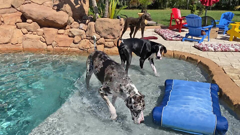 Funny Great Danes Enjoy Bitey Face Playtime & Pool Time