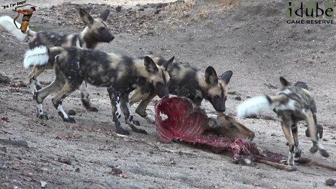 African Wild Dogs Eat An Impala In Front Of The Lodge