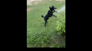 Poodle dog take big leap off porch to get water