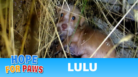 Dog Rescue: Tiny Lulu; hit by a car.