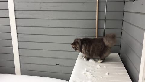 Cat wants human to play in the snow with her