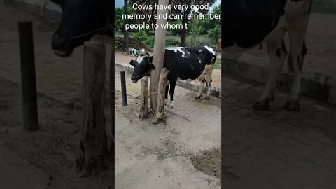 Cow is having very good memory,#shorts,#cows,#cowlover,#animal,#animallover,#viral, #trendingshorts