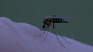 FIGHT THE BITE: Mosquito prevention