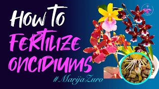 Fertilizing #Oncidiums the EASY way | Avoid mineral deposits | Inorganic Organic Media #MarijaZuro