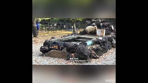 “Capybara Hot Spring” goes on and one capybara enjoys “oke-buro(bucket bath)”