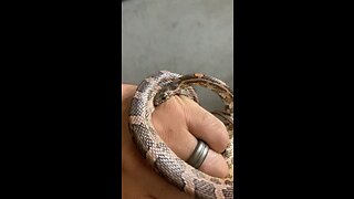 Snake eats me alive