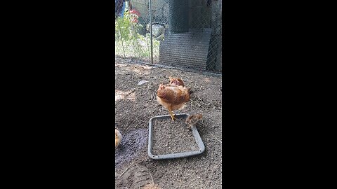 baby chicks part 3