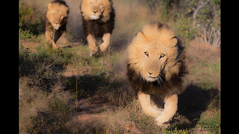 Matured Lions in a Hot Race