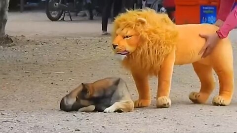 Troll Prank Funny Dog & Fake Lion Prank to Dog
