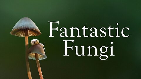 Fantastic Fungi (2019) - Documentary