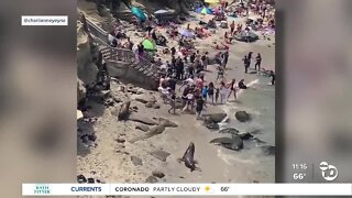 Sea lions put scare into La Jolla Cove visitors