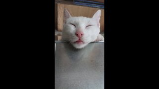 My poor cat accidentally fell to the ground. hear his REACTION