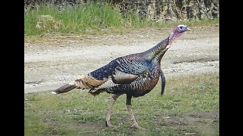 The An insider's guide to successful turkey hunting in America Ideas