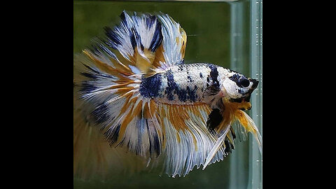 Collection of Most beautiful Betta Halfmoon # Halfmoon Plakat